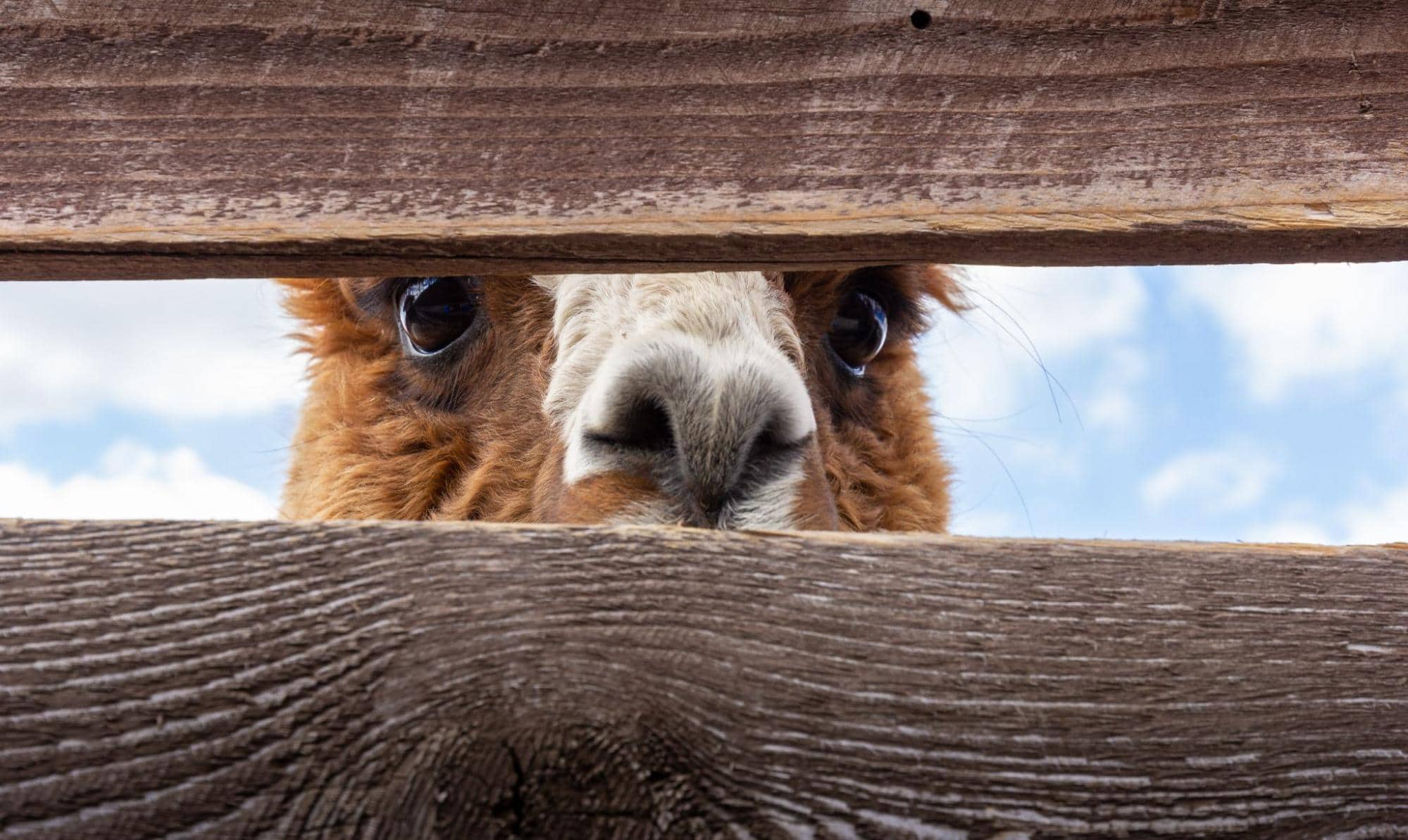 Spying llama peeking through fence