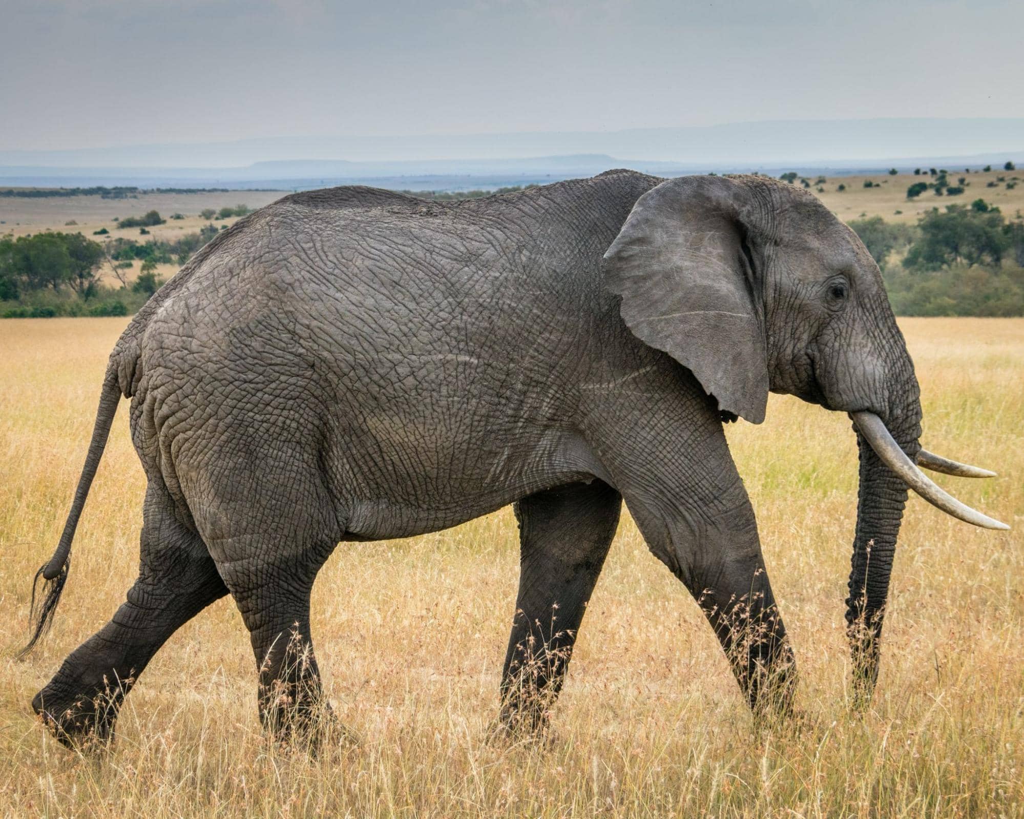 Photo of elephant in the wilderness